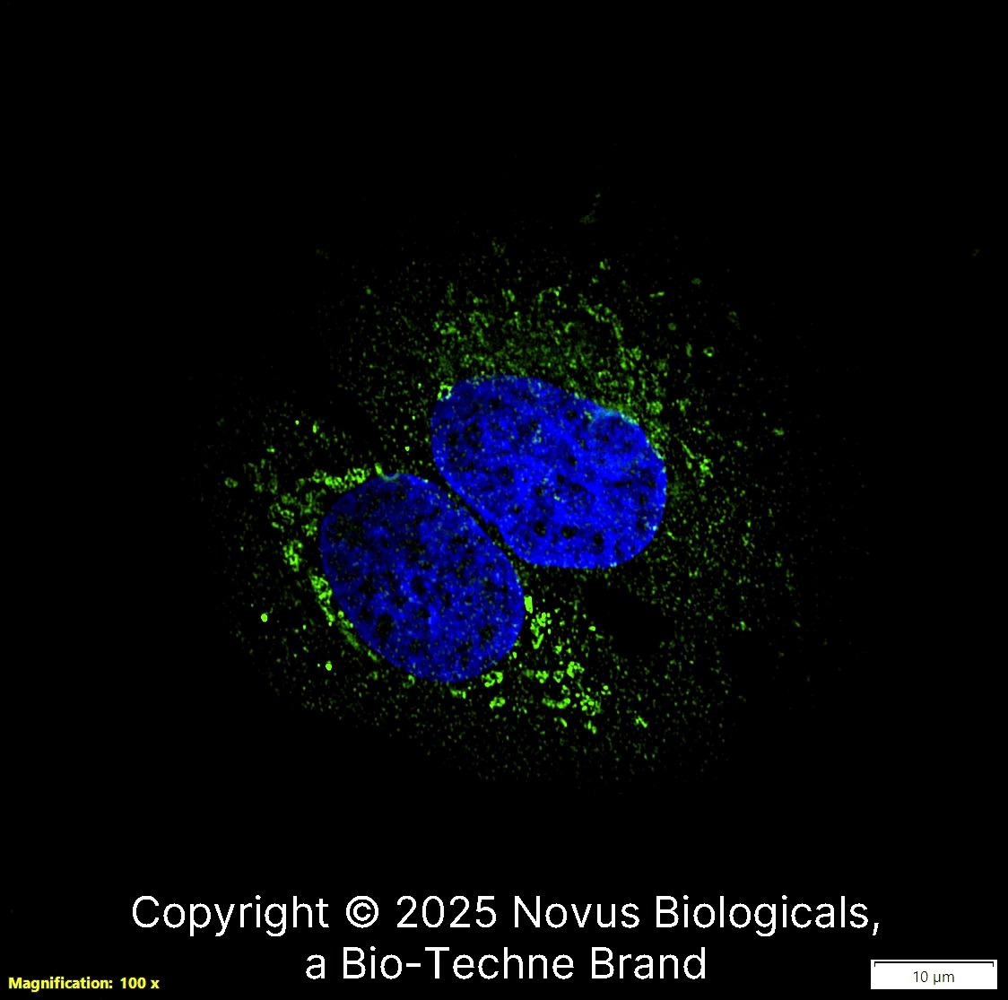 CD74 Antibody (PIN.1) [Alexa Fluor® 488]