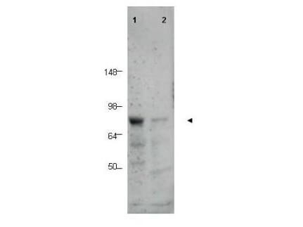 BORIS Antibody