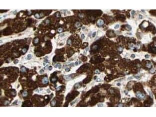 SPRY4 Antibody