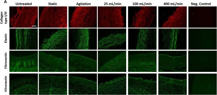 Elastin Antibody (BA-4)