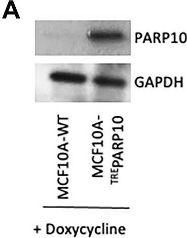 PARP10 Antibody - BSA Free