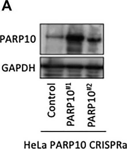 PARP10 Antibody - BSA Free