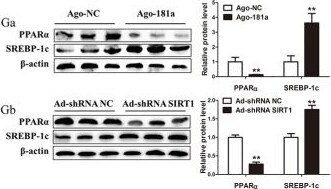 SREBP1 Antibody - BSA Free