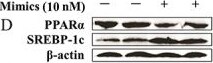 SREBP1 Antibody - BSA Free