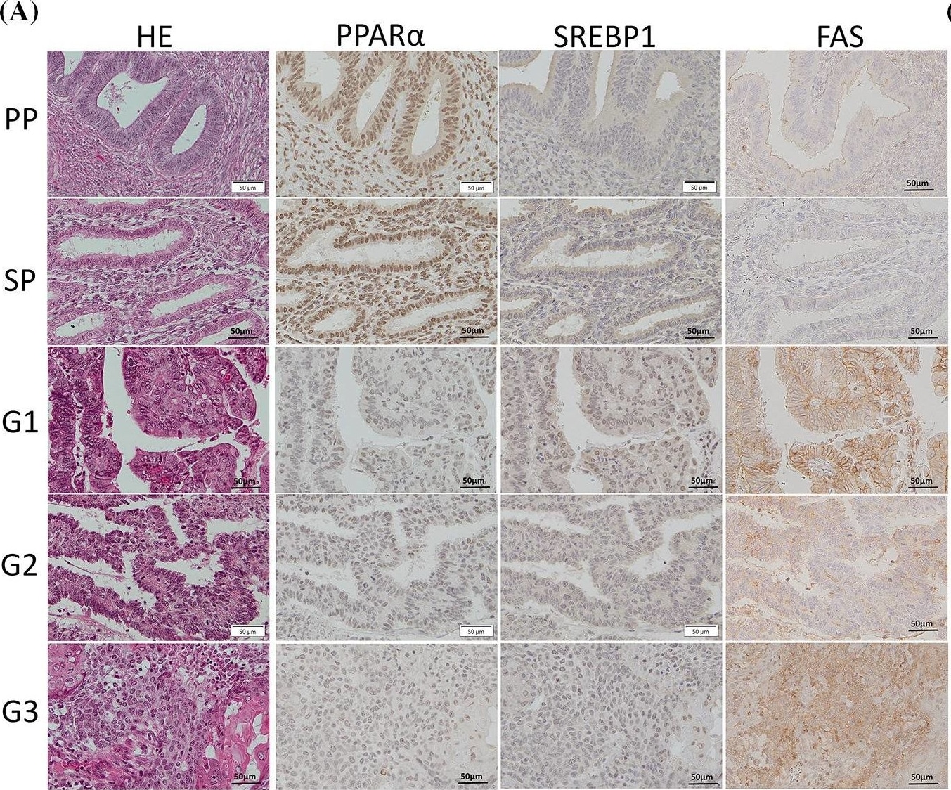 SREBP1 Antibody - BSA Free