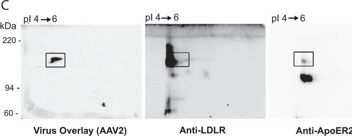 Apolipoprotein E R2/ApoE R2 Antibody - BSA Free
