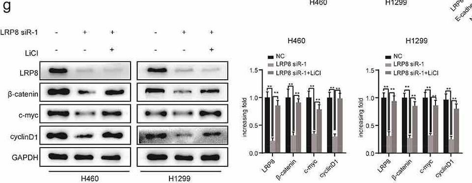 Apolipoprotein E R2/ApoE R2 Antibody - BSA Free