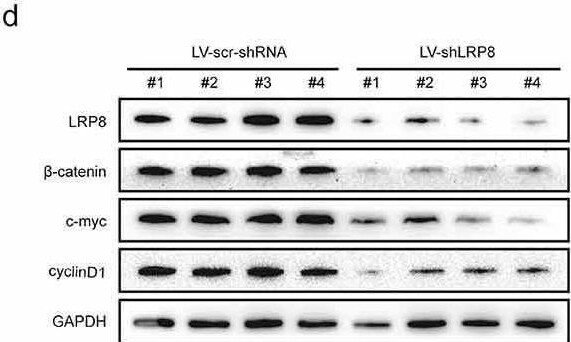 Apolipoprotein E R2/ApoE R2 Antibody - BSA Free