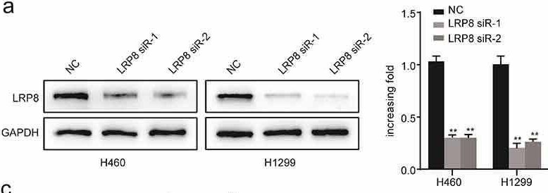 Apolipoprotein E R2/ApoE R2 Antibody - BSA Free