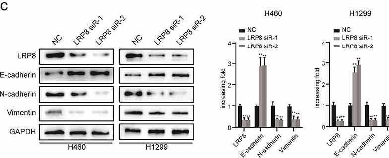 Apolipoprotein E R2/ApoE R2 Antibody - BSA Free