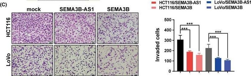 Semaphorin 3B Antibody - BSA Free