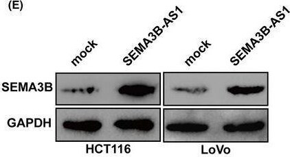 Semaphorin 3B Antibody - BSA Free