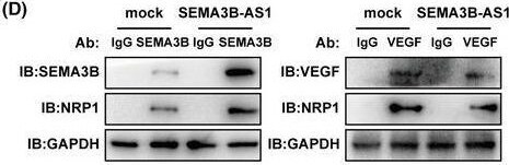 Semaphorin 3B Antibody - BSA Free