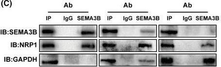 Semaphorin 3B Antibody - BSA Free