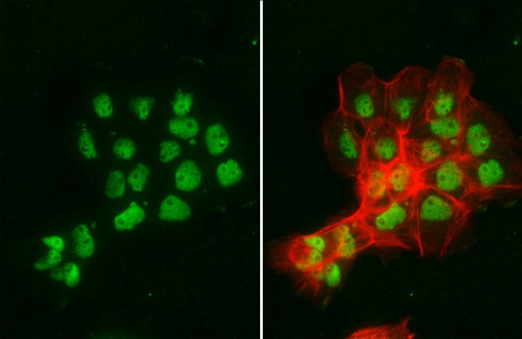 Nbs1 Antibody (1D7)