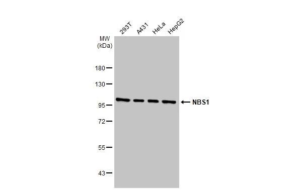 Nbs1 Antibody (1D7) - Azide and BSA Free