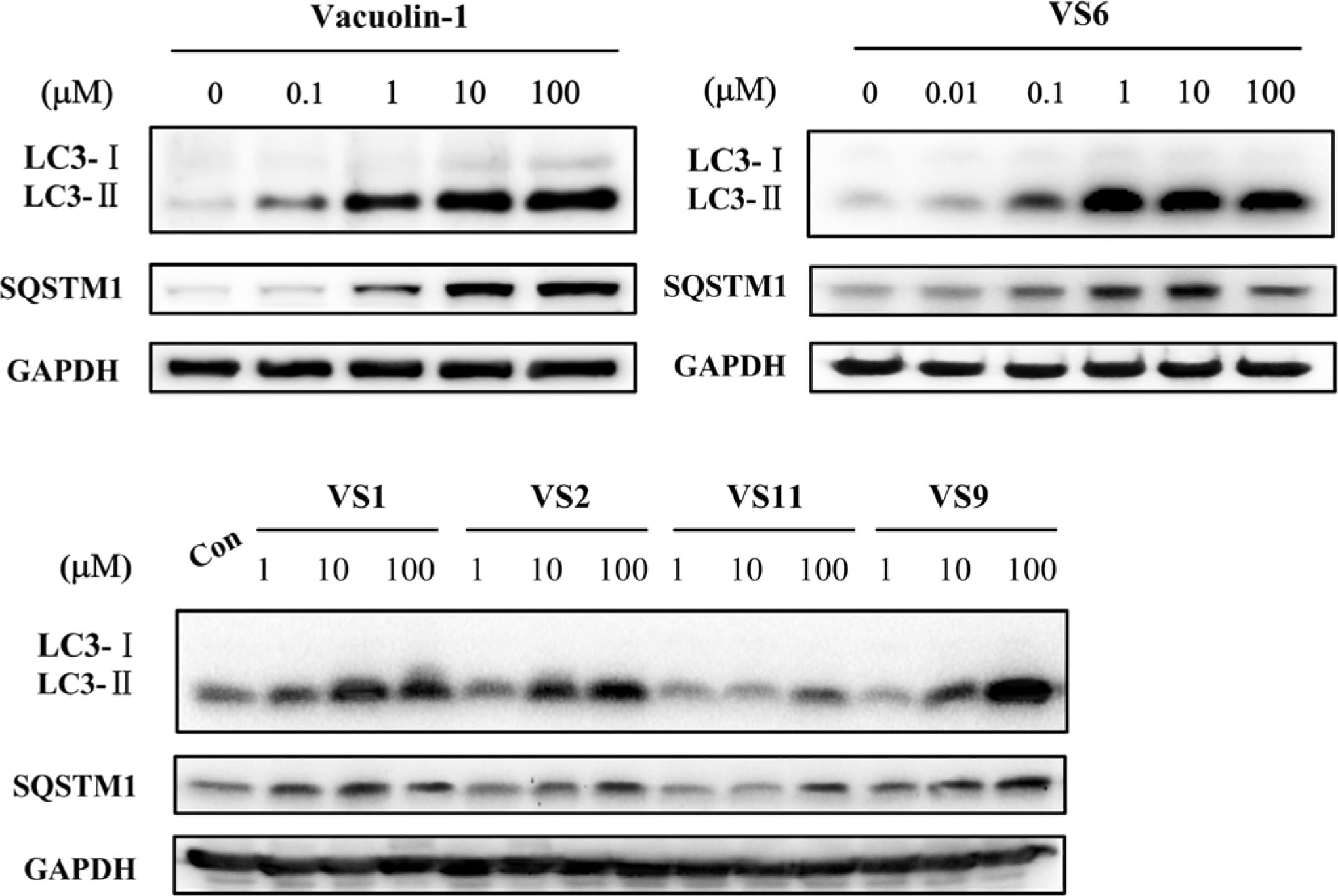 LC3B Antibody - BSA Free