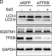 LC3B Antibody - BSA Free