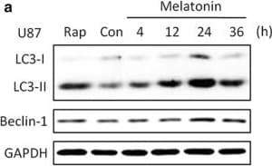 LC3B Antibody - BSA Free