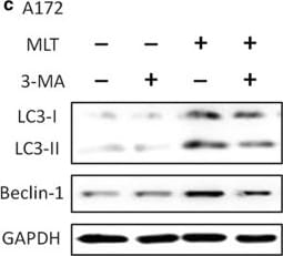 LC3B Antibody - BSA Free