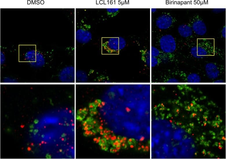 LC3B Antibody - BSA Free