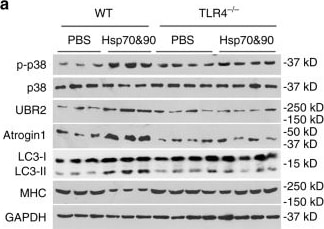 LC3B Antibody - BSA Free