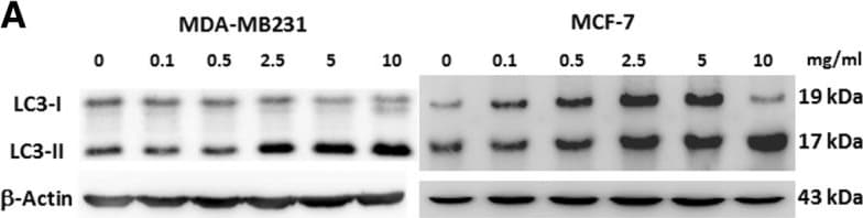 LC3B Antibody - BSA Free