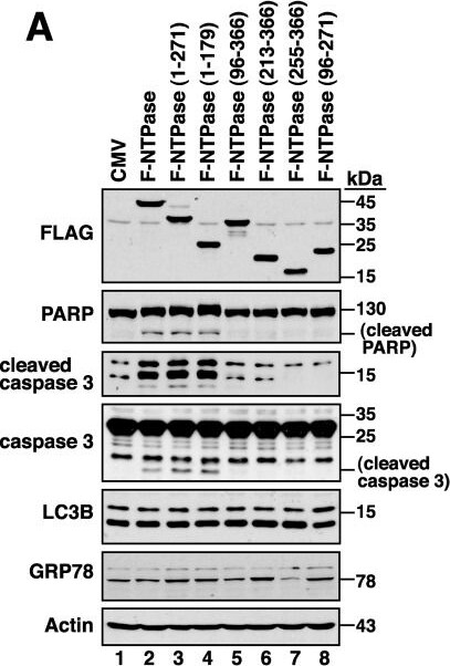 LC3B Antibody - BSA Free