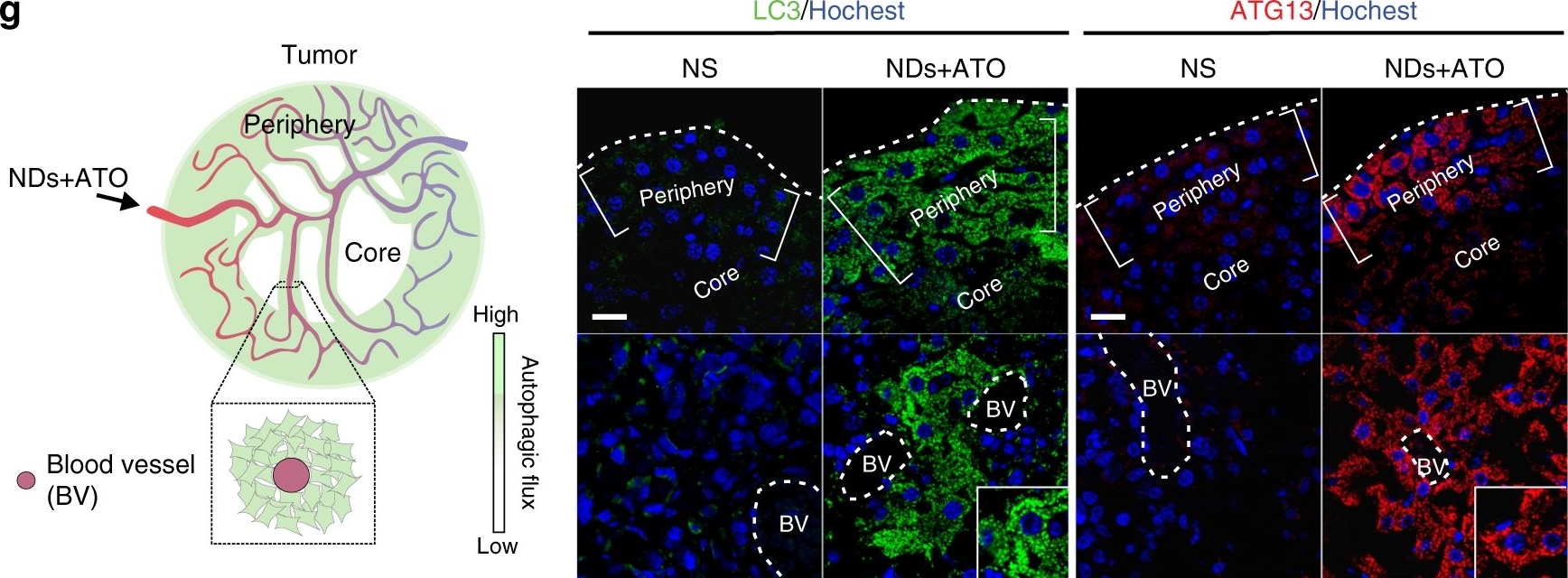 LC3B Antibody - BSA Free