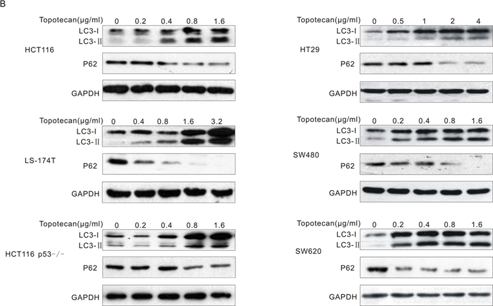 LC3B Antibody - BSA Free