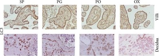 LC3B Antibody - BSA Free