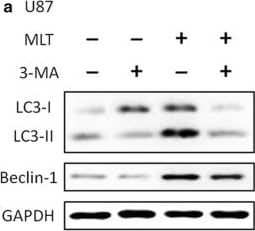 LC3B Antibody - BSA Free