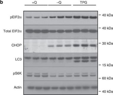 LC3B Antibody - BSA Free