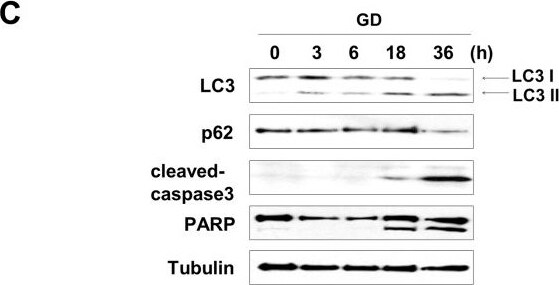 LC3B Antibody - BSA Free