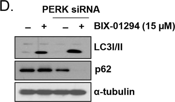 LC3B Antibody - BSA Free