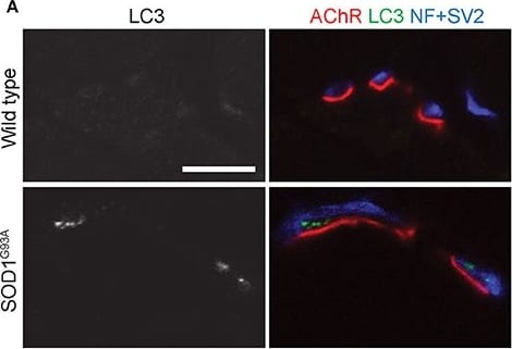 LC3B Antibody - BSA Free