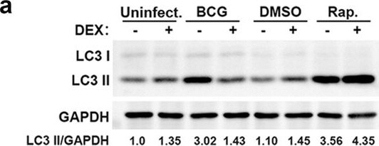 LC3B Antibody - BSA Free