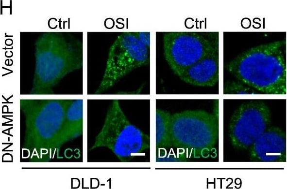LC3B Antibody - BSA Free