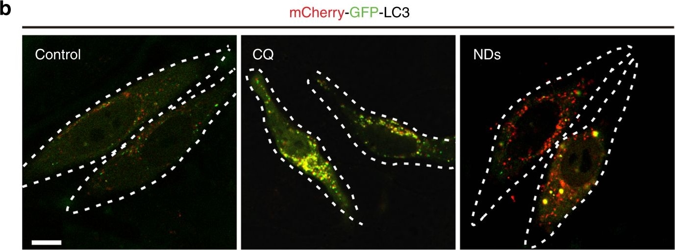 LC3B Antibody - BSA Free