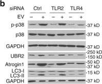 LC3B Antibody - BSA Free