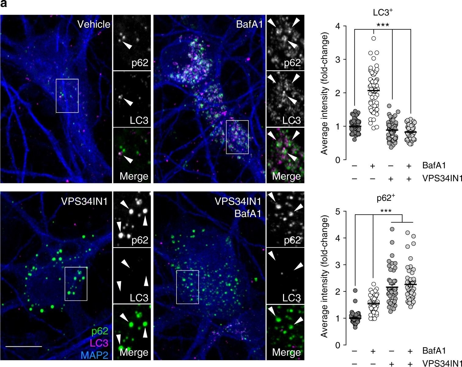LC3B Antibody - BSA Free