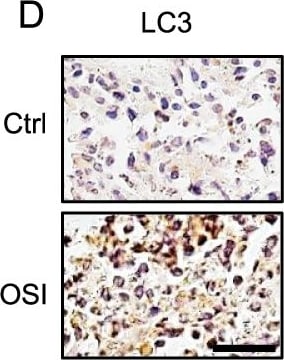 LC3B Antibody - BSA Free