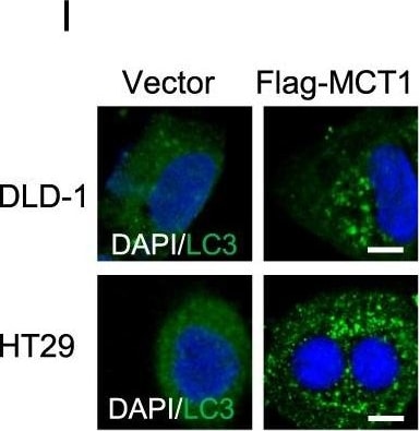 LC3B Antibody - BSA Free