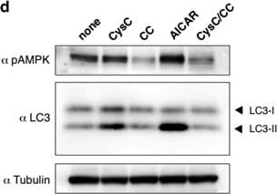 LC3B Antibody - BSA Free