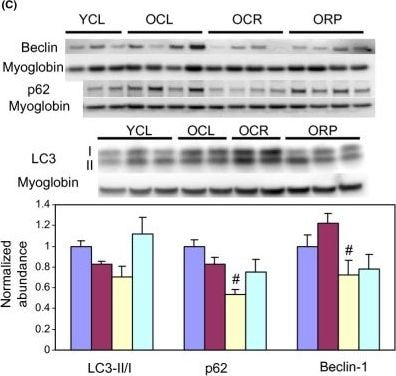 LC3B Antibody - BSA Free