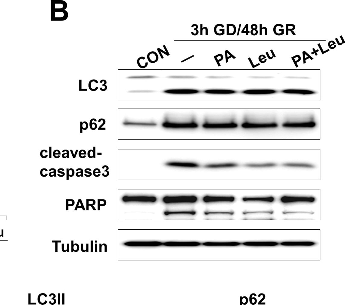 LC3B Antibody - BSA Free