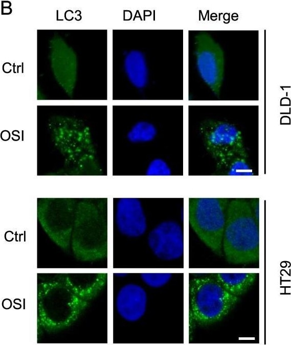 LC3B Antibody - BSA Free
