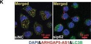 LC3B Antibody - BSA Free