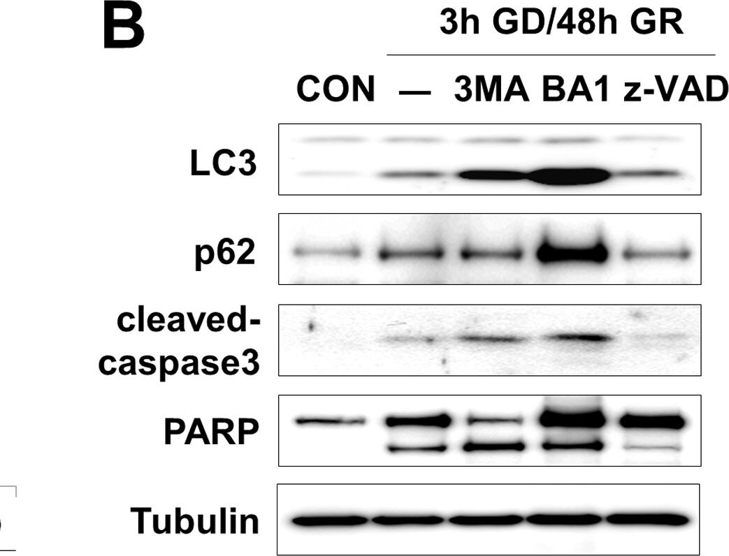 LC3B Antibody - BSA Free