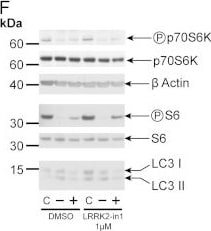 LC3B Antibody - BSA Free
